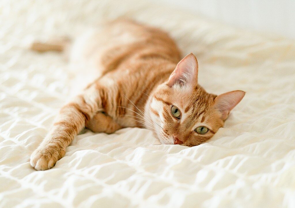 Jazda na e-rowerze z kotem: Jak nauczyć kota jazdy w koszyku 2 Jazda na e-rowerze z kotem: Jak nauczyć kota jazdy w koszyku 2