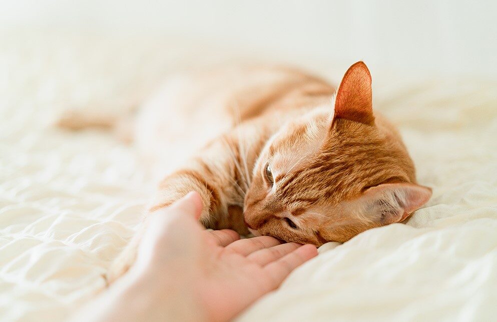 Jazda na e-rowerze z kotem: Jak nauczyć kota jazdy w koszyku 3 Jazda na e-rowerze z kotem: Jak nauczyć kota jazdy w koszyku 3