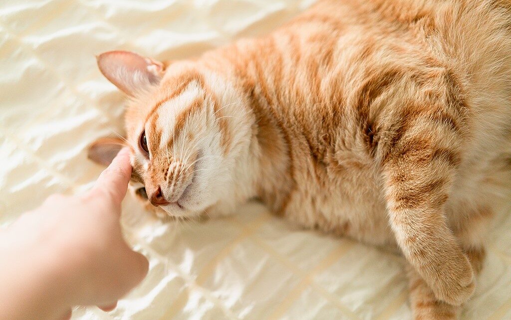 Jazda na e-rowerze z kotem: Jak nauczyć kota jazdy w koszyku 4 Jazda na e-rowerze z kotem: Jak nauczyć kota jazdy w koszyku 4