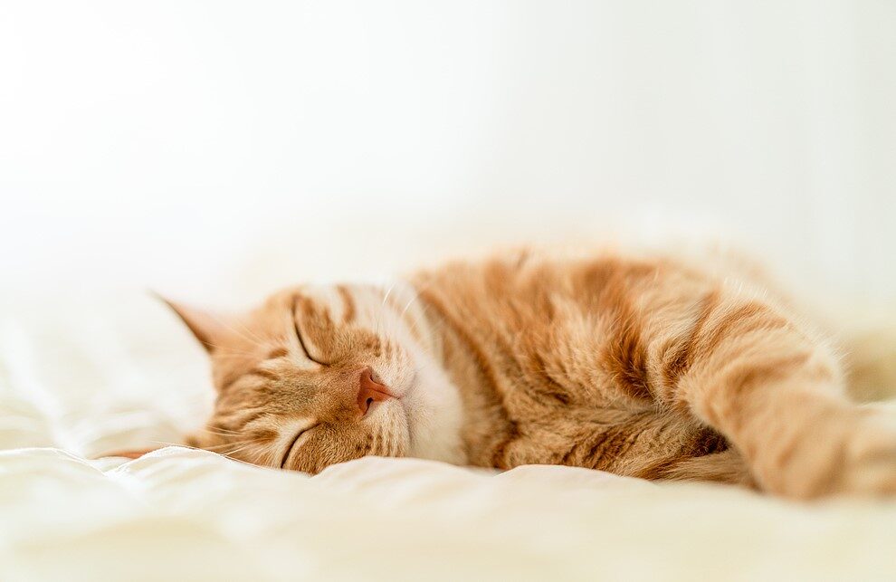 Jazda na e-rowerze z kotem: Jak nauczyć kota jazdy w koszyku 5 Jazda na e-rowerze z kotem: Jak nauczyć kota jazdy w koszyku 5